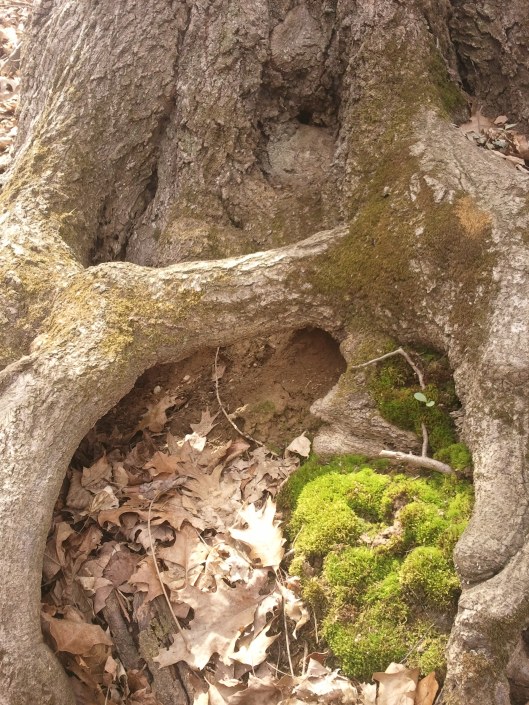 moss and roots 2
